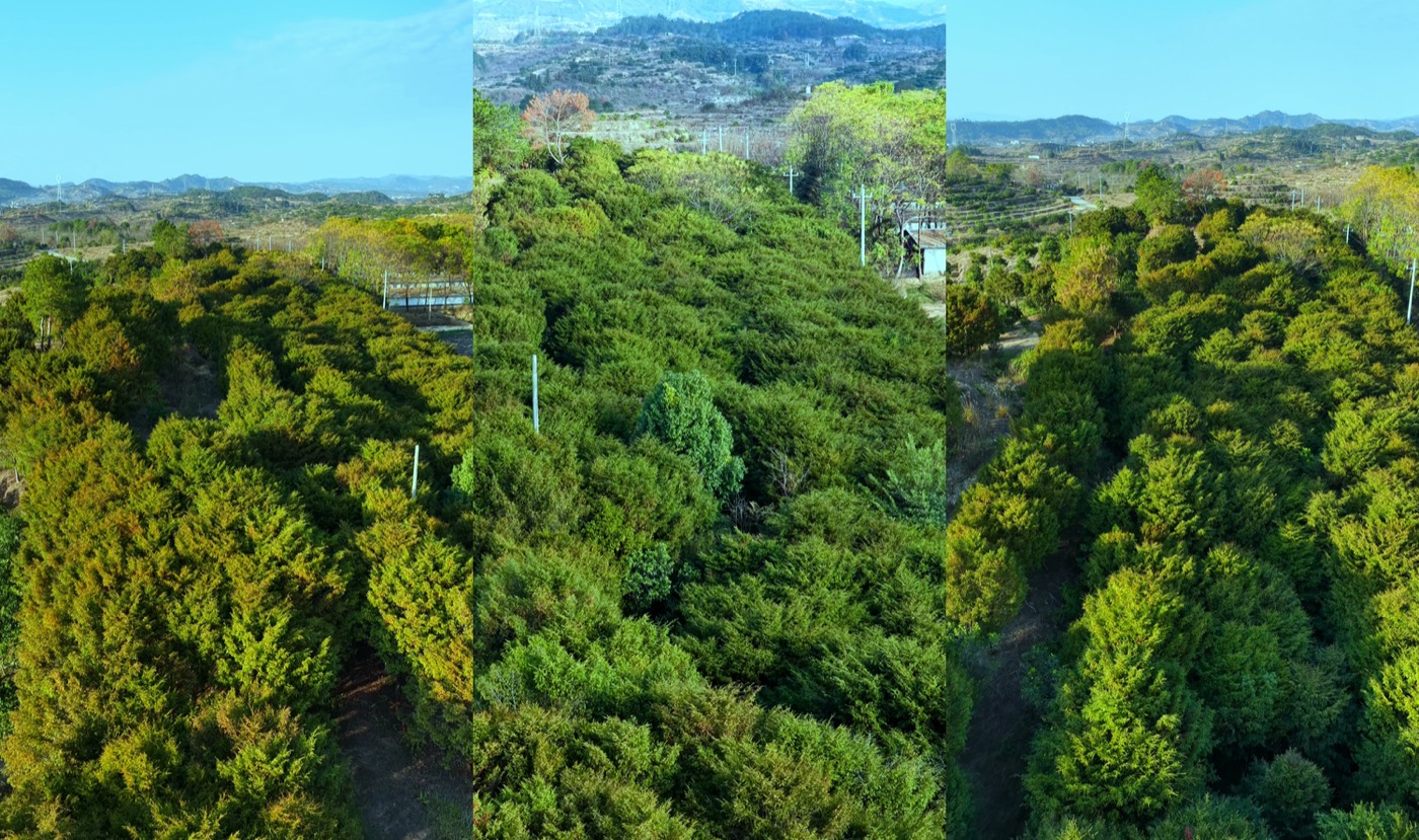 南方红豆杉基地实拍4