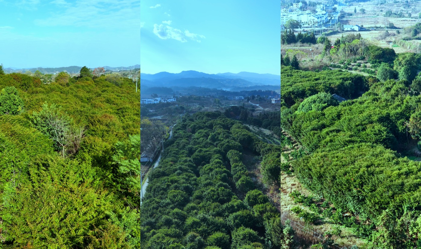 南方红豆杉基地实拍5